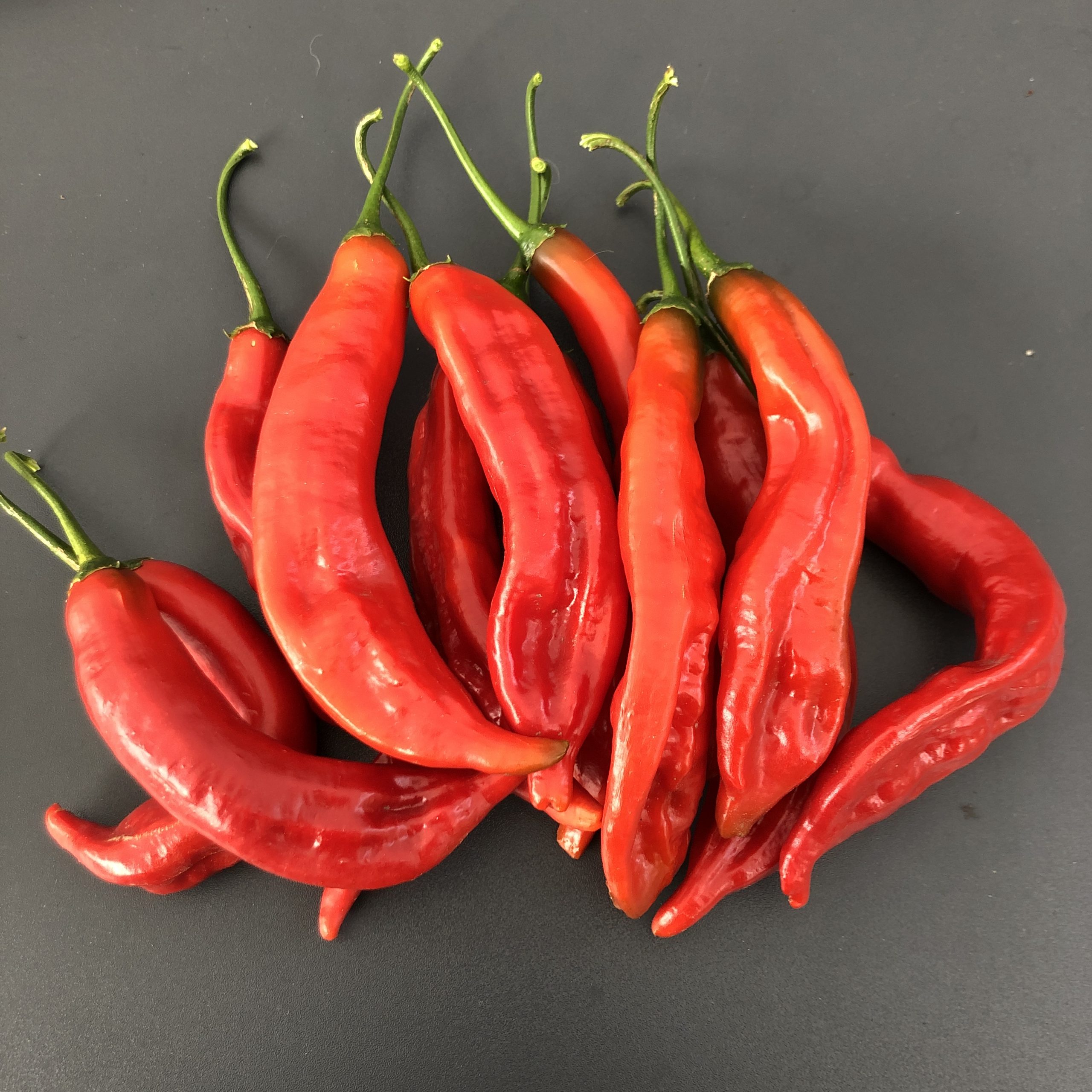 Aji Santa Cruz Badskin s Garden